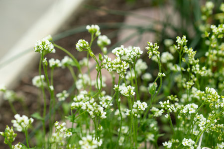 Saint Gallen, Switzerland, March 24, 2024 Draba Norvegica or norwegian whitlow grass at the...