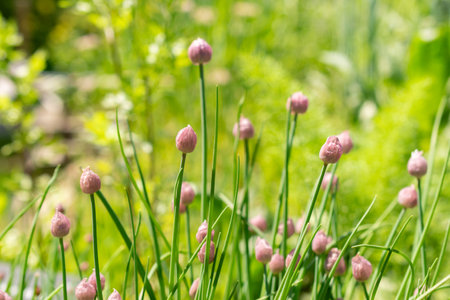 Zurich, Switzerland, May 1, 2024 Allium Schoenoprasum or chiver plant at the botanical garden