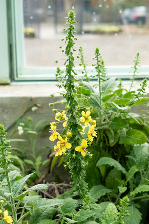 Saint Gallen, Switzerland, March 24, 2024 Verbascum Arcturus plant at the botanical garden