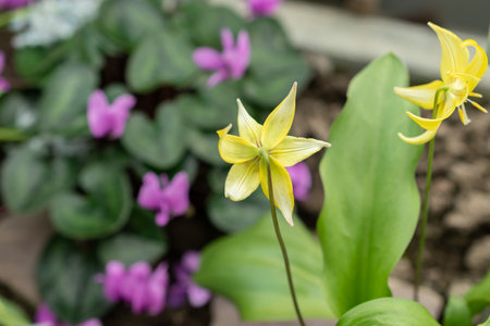 Saint Gallen, Switzerland, March 24, 2024 Erythronium Tuolumnense or tuolumne fawn lily flowers at the botanical gardenの写真素材