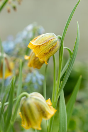 Saint Gallen, Switzerland, March 24, 2024 Fritillaria Crassifolia flowers at the botanical gardenの写真素材