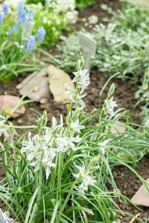 Saint Gallen, Switzerland, March 24, 2024 Ornithogalum Nutans or drooping star of Bethlehem flowers at the botanical gardenの写真素材