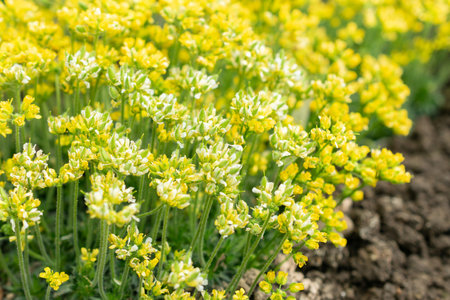 Saint Gallen, Switzerland, March 24, 2024 Draba Parnassica flowers at the botanical gardenの写真素材
