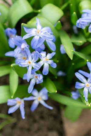Saint Gallen, Switzerland, March 24, 2024 Chionodoxa Luciliae or luciles glory of the snow plant at the botanical gardenの写真素材