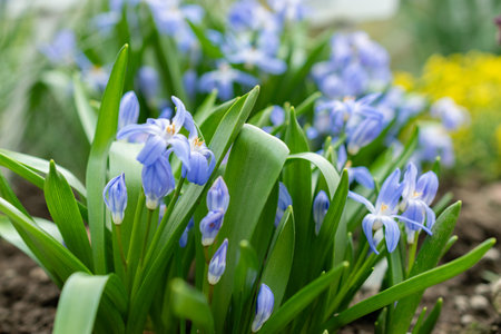 Saint Gallen, Switzerland, March 24, 2024 Chionodoxa Luciliae or luciles glory of the snow plant at...