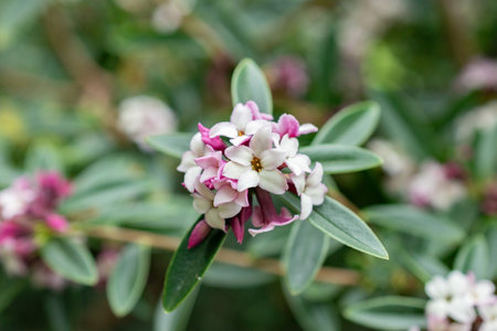 Saint Gallen, Switzerland, March 24, 2024 Daphne Tangutica plant at the botanical gardenの写真素材