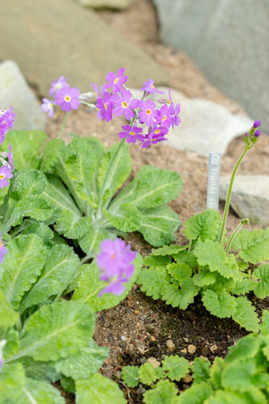 Saint Gallen, Switzerland, March 24, 2024 Primula Frondosa or leafy primerose flowers at the botanical gardenの写真素材