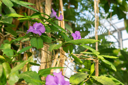Saint Gallen, Switzerland, March 24, 2024 Brunfelsia Pauciflora plant at the botanical gardenの写真素材