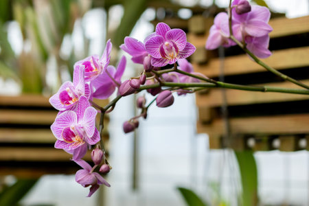 Saint Gallen, Switzerland, March 24, 2024 Phalaenopsis flowers at the botanical garden