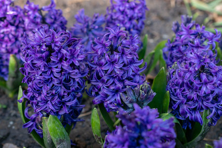 Saint Gallen, Switzerland, March 24, 2024 Hyacinthus Orientalis flowers at the botanical garden