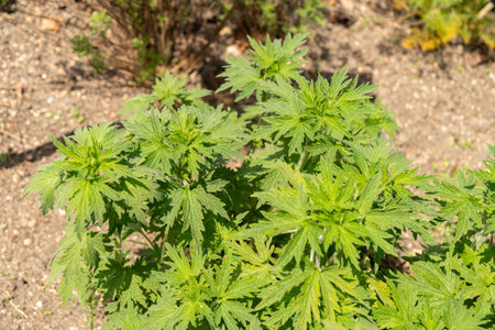 Zurich, Switzerland, May 1, 2024 plant at the botanical gardenの写真素材