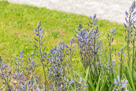 Zurich, Switzerland, May 1, 2024 Camassia Leichtlinii or great camas plant at the botanical garden
