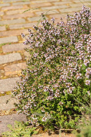 Zurich, Switzerland, May 1, 2024 Thymus Vulgaris or common thyme plant at the botanical gardenの写真素材