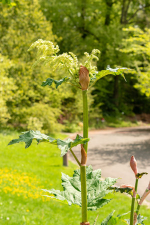 Zurich, Switzerland, May 1, 2024 Rheum Officinale or chinese rhubarb plant at the botanical gardenの写真素材
