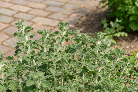 Zurich, Switzerland, May 1, 2024 Marrubuim Vulgare or common horehound plant at the botanical garden