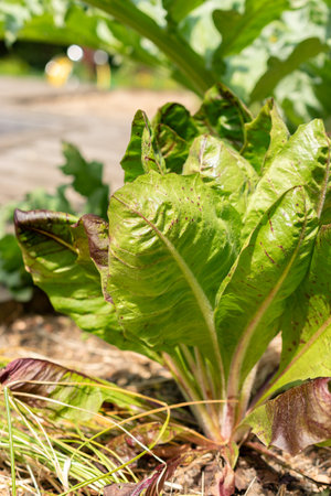 Zurich, Switzerland, May 1, 2024 Cichorium Intybus var Foliosum Verona plant at the botanical gardenの写真素材