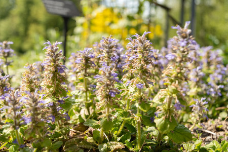 Zurich, Switzerland, May 1, 2024 Ajuga Reptans or bugle plant at the botanical gardenの写真素材