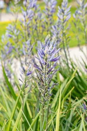 Zurich, Switzerland, May 1, 2024 Camassia Leichtlinii or great camas plant at the botanical garden