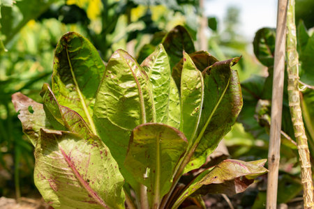 Zurich, Switzerland, May 1, 2024 Cichorium Intybus var Foliosum Verona plant at the botanical gardenの写真素材