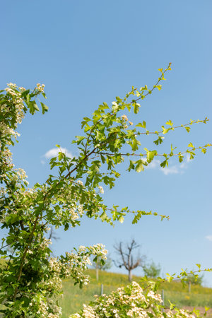 Zurich, Switzerland, May 1, 2024 Crataegus Monogyna or common hawthorn plant at the botanical gardenの写真素材
