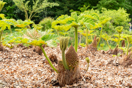 Zurich, Switzerland, May 1, 2024 Gunnera Tinctoria or giant rhubarb plant at the botanical gardenの写真素材
