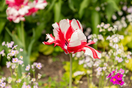 Zurich, Switzerland, May 1, 2024 Estella Rijnveld tulip plant at the botanical gardenの写真素材