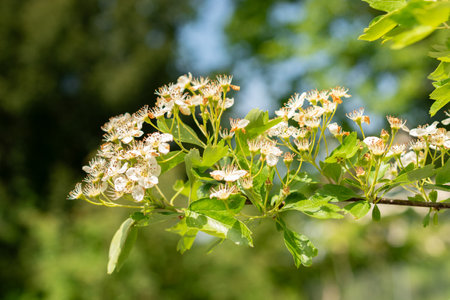Zurich, Switzerland, May 1, 2024 Crataegus Monogyna or common hawthorn plant at the botanical garden