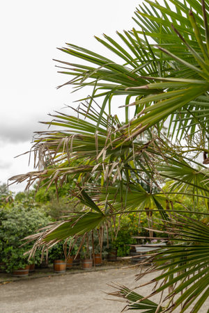 Saint Gallen, Switzerland, June 23, 2024 Trachycarpus Fortunei or chinese windmill palm at the botanical gardenの写真素材