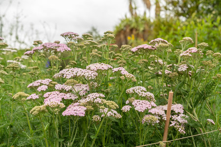 Saint Gallen, Switzerland, June 23, 2024 Achillea hybrid plant at the botanical gardenの写真素材
