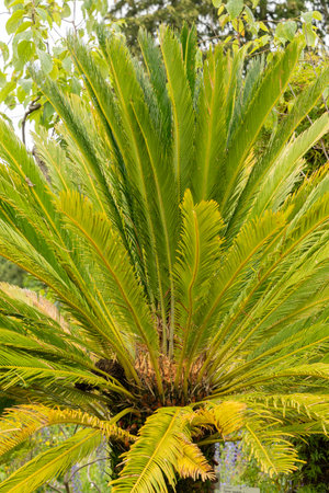 Saint Gallen, Switzerland, June 23, 2024 Cycas Revoluta or sago palm tree at the botanical gardenの写真素材