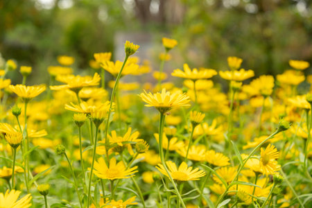 Saint Gallen, Switzerland, June 23, 2024 Buphthalmum Salicifolium or ox eye plant at the botanical gardenの写真素材