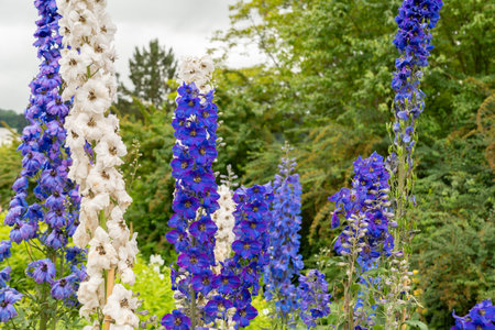 Saint Gallen, Switzerland, June 23, 2024 Delphinium hybrid plant at the botanical gardenの写真素材
