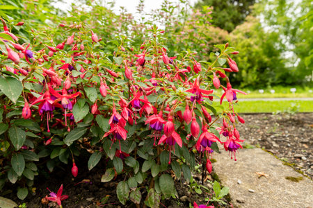 Saint Gallen, Switzerland, June 23, 2024 Fuchsia hybrid plant at the botanical garden