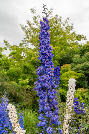 Saint Gallen, Switzerland, June 23, 2024 Delphinium hybrid plant at the botanical gardenの写真素材