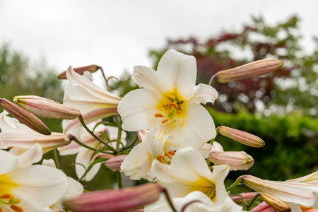 Saint Gallen, Switzerland, June 23, 2024 Lilium Leucanthum plant at the botanical gardenの写真素材