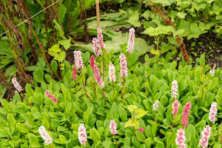 Saint Gallen, Switzerland, June 23, 2024 Polygonum Affine or himalayan bistort plant at the botanical gardenの写真素材
