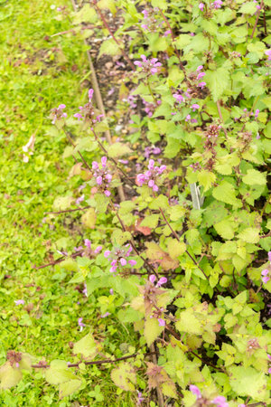 Saint Gallen, Switzerland, June 23, 2024 Lamium Maculatum or spotted henbit plant at the botanical...