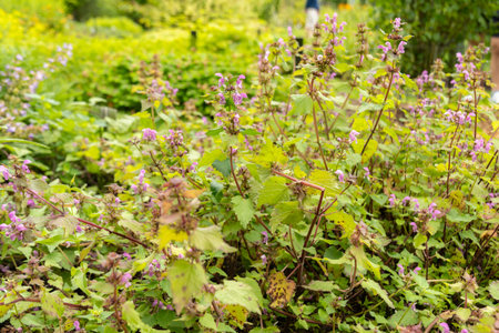 Saint Gallen, Switzerland, June 23, 2024 Lamium Maculatum or spotted henbit plant at the botanical gardenの写真素材