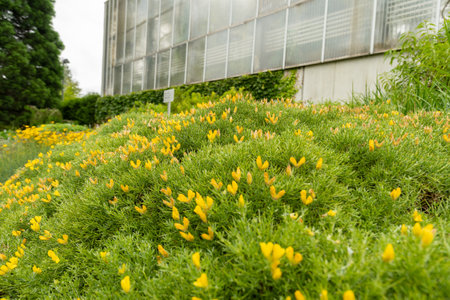 Saint Gallen, Switzerland, June 23, 2024 Genista Horrida plant at the botanical gardenの写真素材