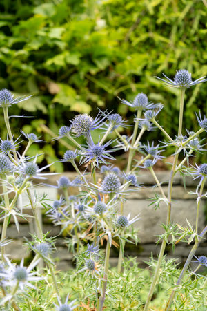 Saint Gallen, Switzerland, June 23, 2024 Eryngium Bourgatii or sea holly plant at the botanical gardenの写真素材