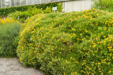 Saint Gallen, Switzerland, June 23, 2024 Genista Horrida plant at the botanical gardenの写真素材