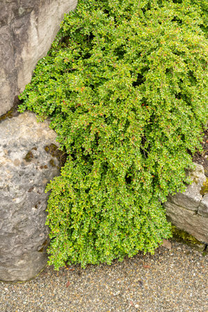 Saint Gallen, Switzerland, June 23, 2024 Cotoneaster Adpressus or creeping cotoneaster plant at the...