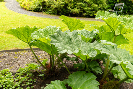 Saint Gallen, Switzerland, June 23, 2024 Gunnera Manicata or brazilian giant rhubarb plant at the...
