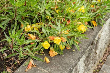Saint Gallen, Switzerland, June 23, 2024 Oenothera Macrocarpa or Missouri primrose plant at the botanical gardenの写真素材