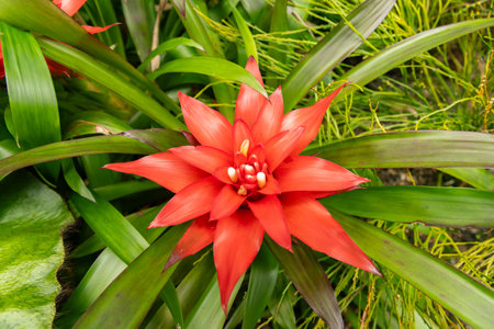 Saint Gallen, Switzerland, June 23, 2024 Guzmania Lingulata or scarlet star plant at the botanical gardenの写真素材