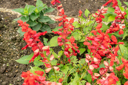Saint Gallen, Switzerland, June 23, 2024 Salvia Splendens or scarlet sage plant at the botanical gardenの写真素材