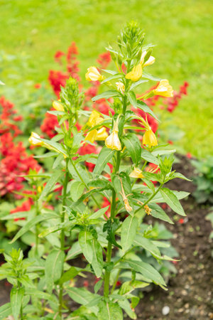 Saint Gallen, Switzerland, June 23, 2024 Oenothera Erythrosepala plant at the botanical garden