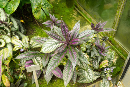 Saint Gallen, Switzerland, June 23, 2024 Perilepta Dyeriana plant at the botanical gardenの写真素材