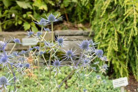 Saint Gallen, Switzerland, June 23, 2024 Eryngium Bourgatii or sea holly plant at the botanical gardenの写真素材
