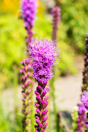 Saint Gallen, Switzerland, July 14, 2024 Liatris Spicata or dense blazing star plant at the botanical gardenの写真素材